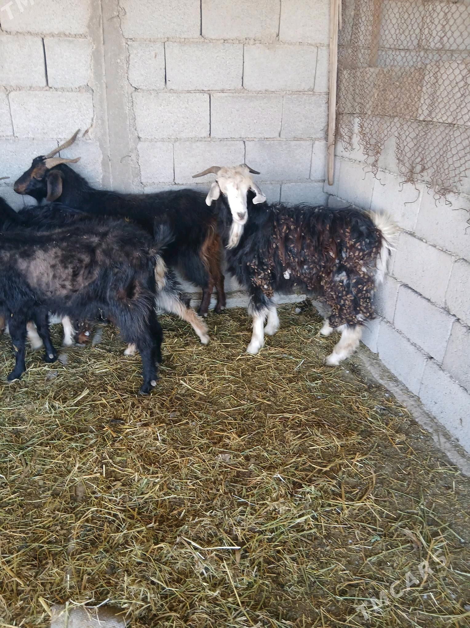 geciler - Яшлык - img 5