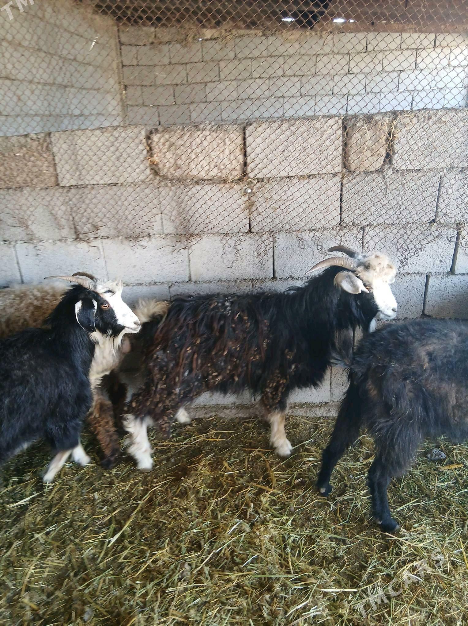 geciler - Яшлык - img 4