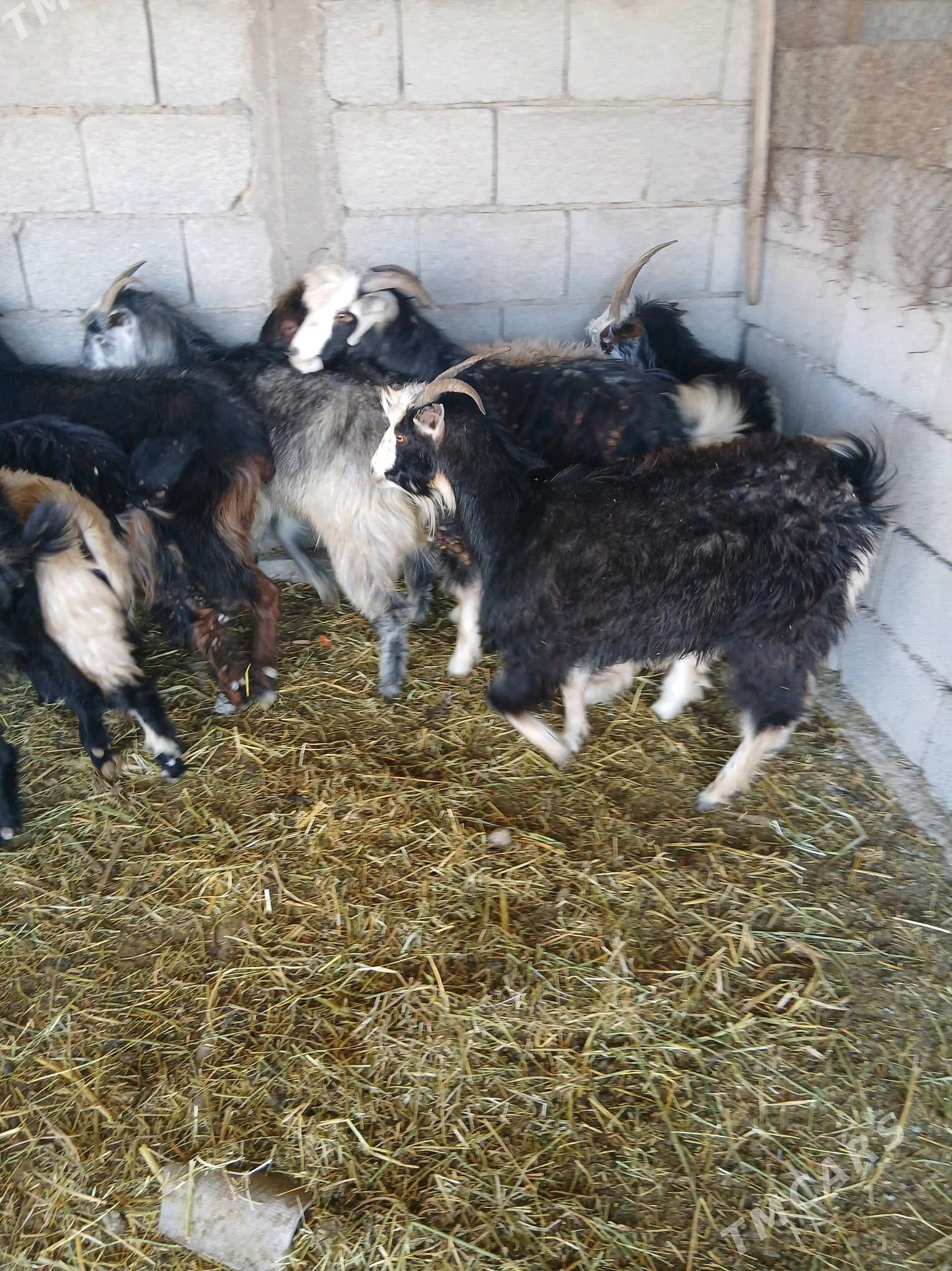 geciler - Яшлык - img 6