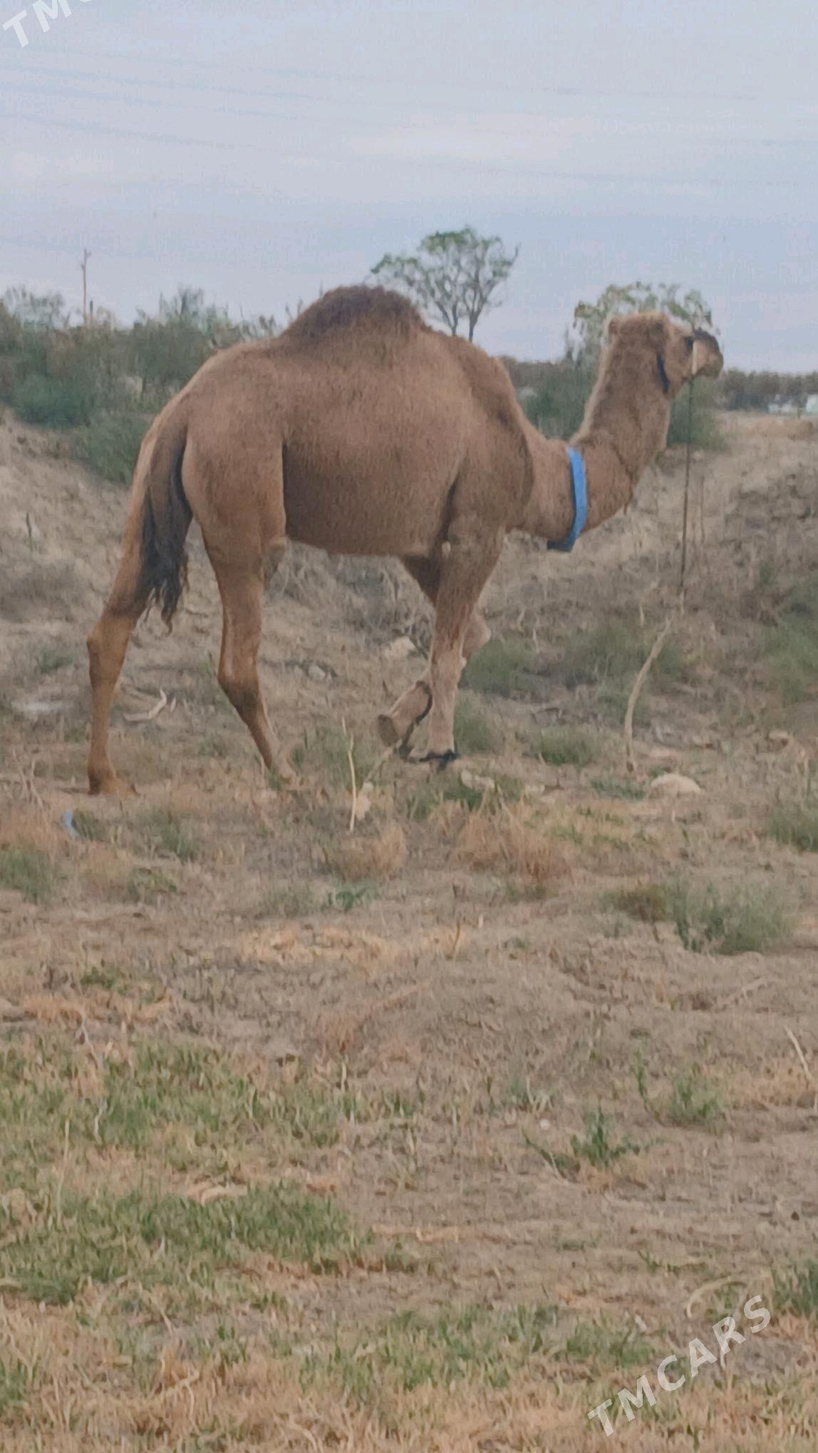 Düye koşekli - Änew - img 2
