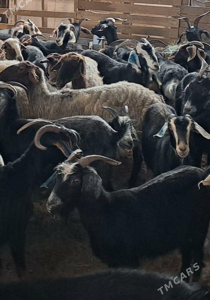 Geci bakylan - Ашхабад - img 2