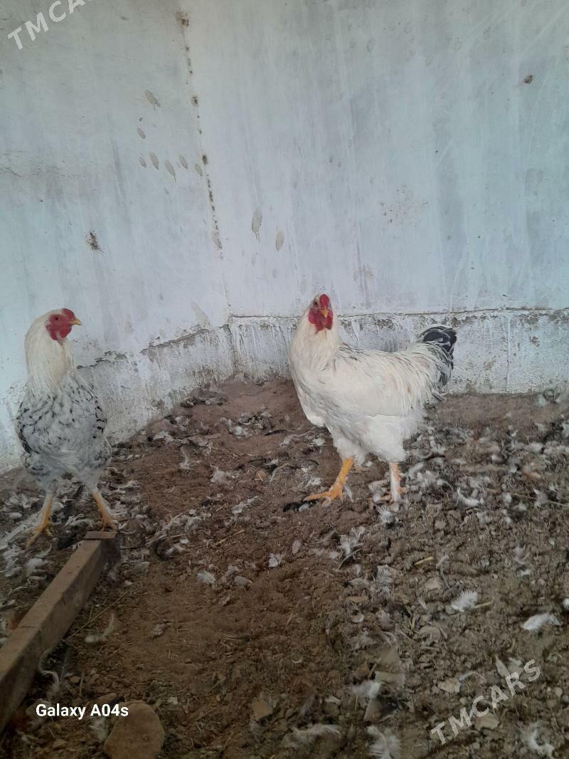 Horaz Parodny - Дянев - img 7