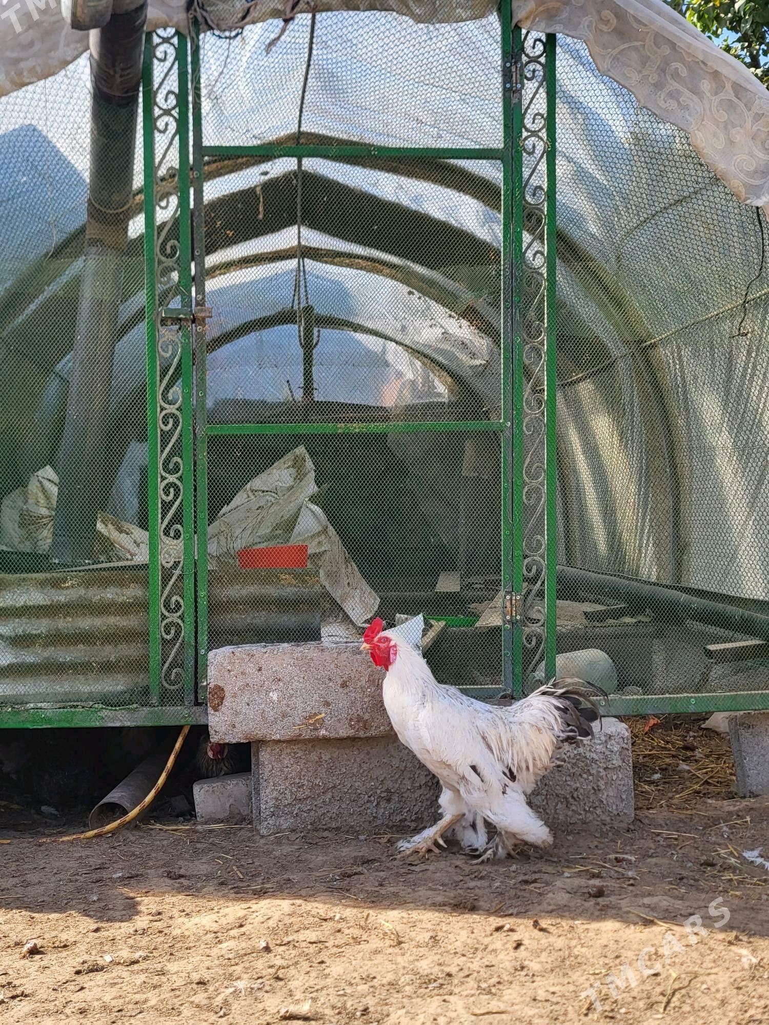 horoz - Ашхабад - img 2