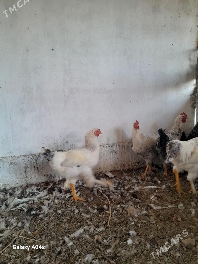 Horaz Parodny - Дянев - img 6