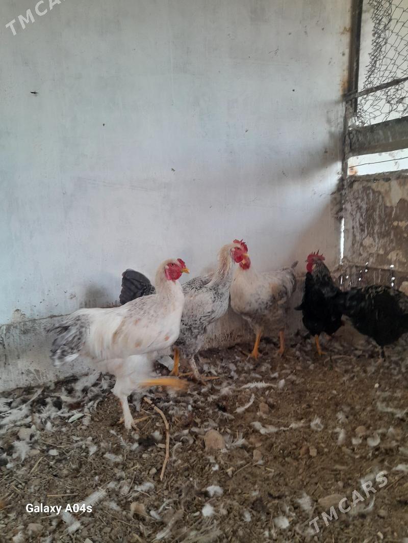 Horaz Parodny - Дянев - img 4