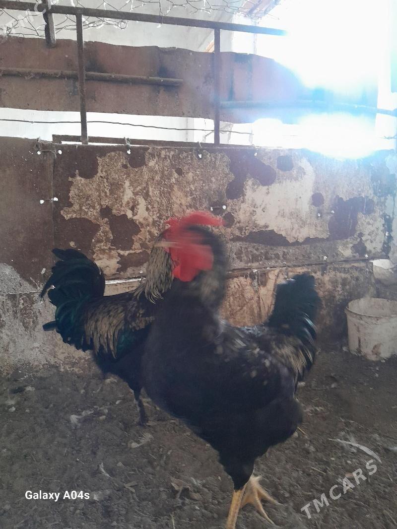 Horaz Parodny - Дянев - img 3