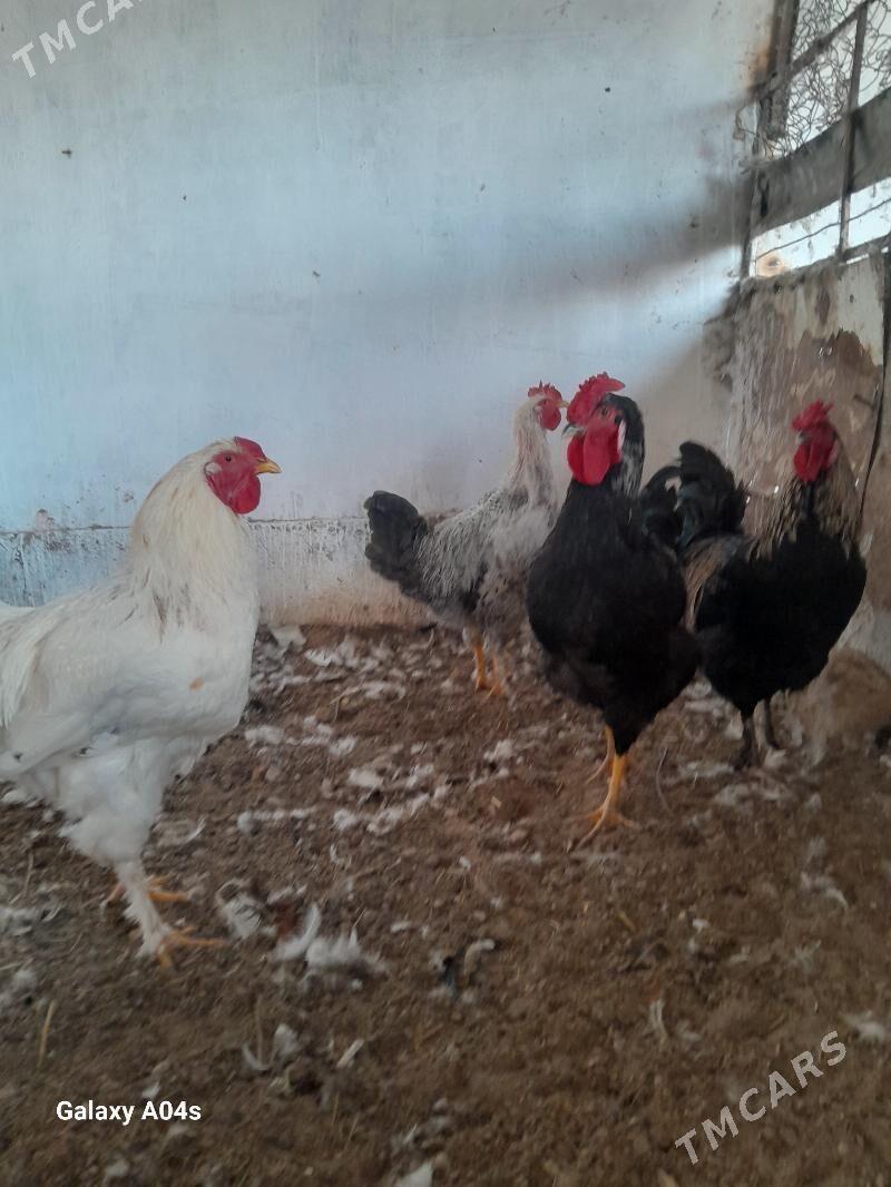 Horaz Parodny - Дянев - img 2