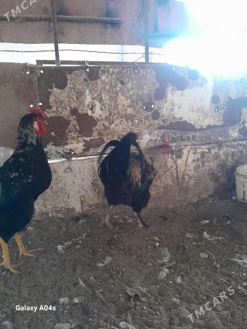 Horaz Parodny - Дянев - img 8