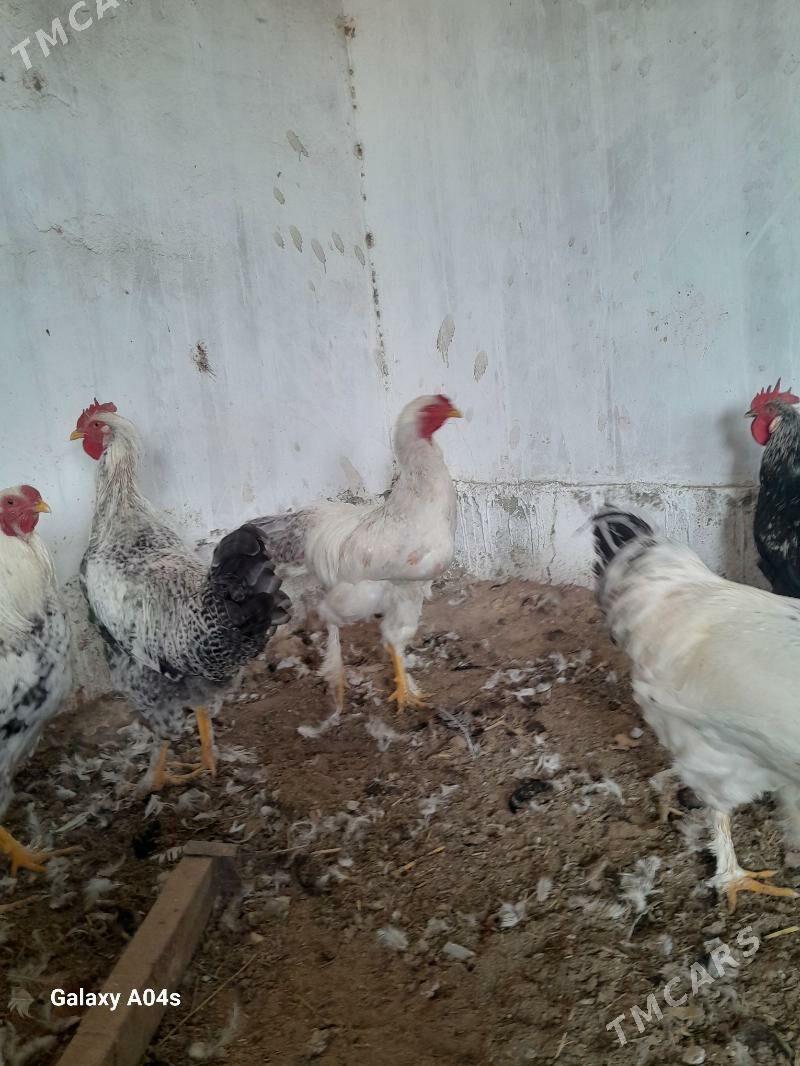 Horaz Parodny - Дянев - img 5