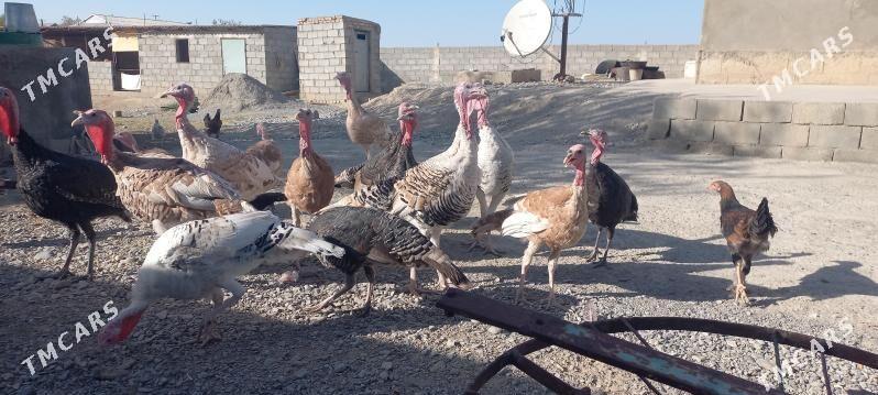 induk - Гёкдепе - img 2