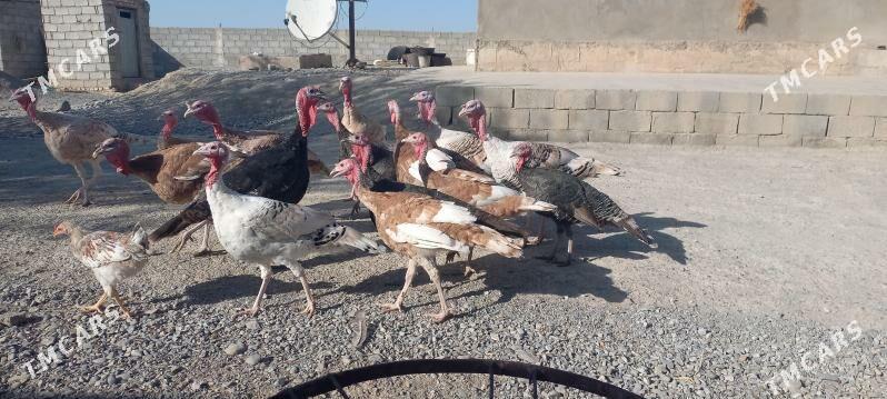 induk - Гёкдепе - img 1