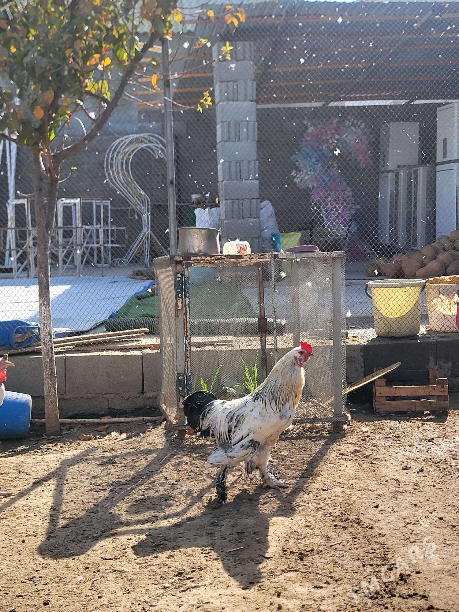 horoz - Ашхабад - img 1