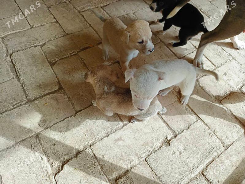 Pidbul - Hojambaz - img 4