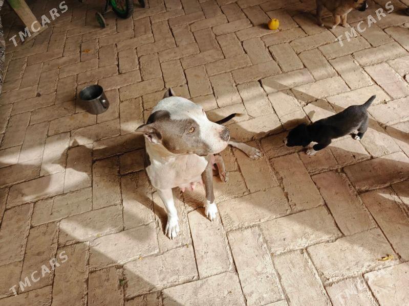 Pidbul - Hojambaz - img 1