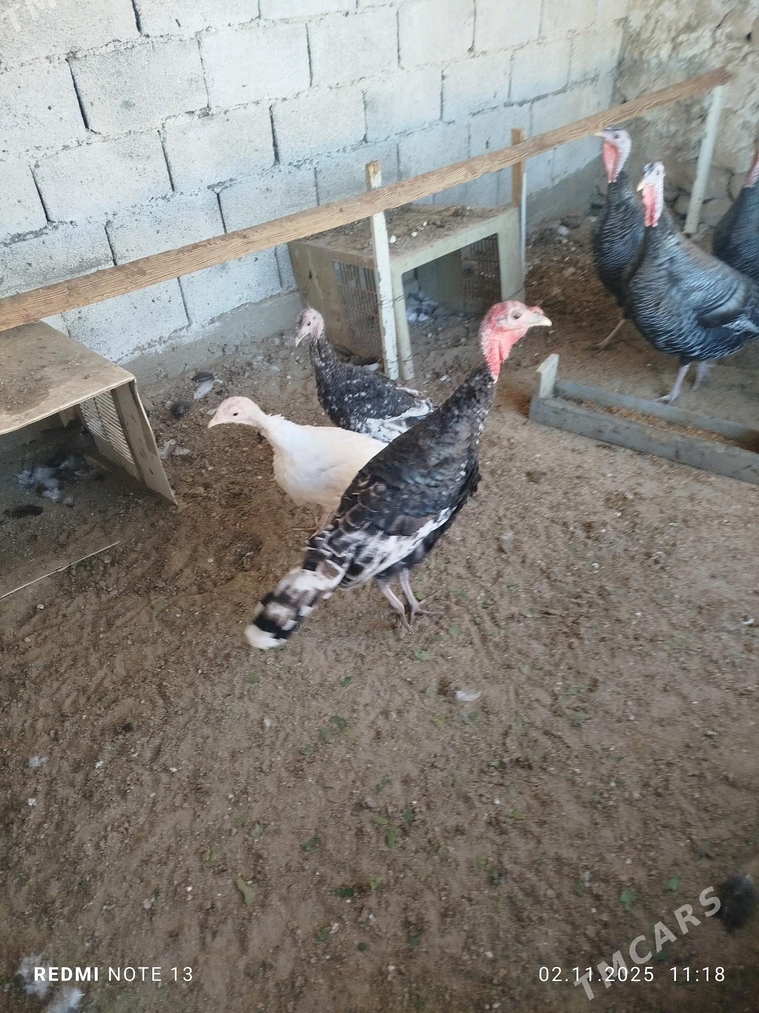 induk - Jebel - img 1