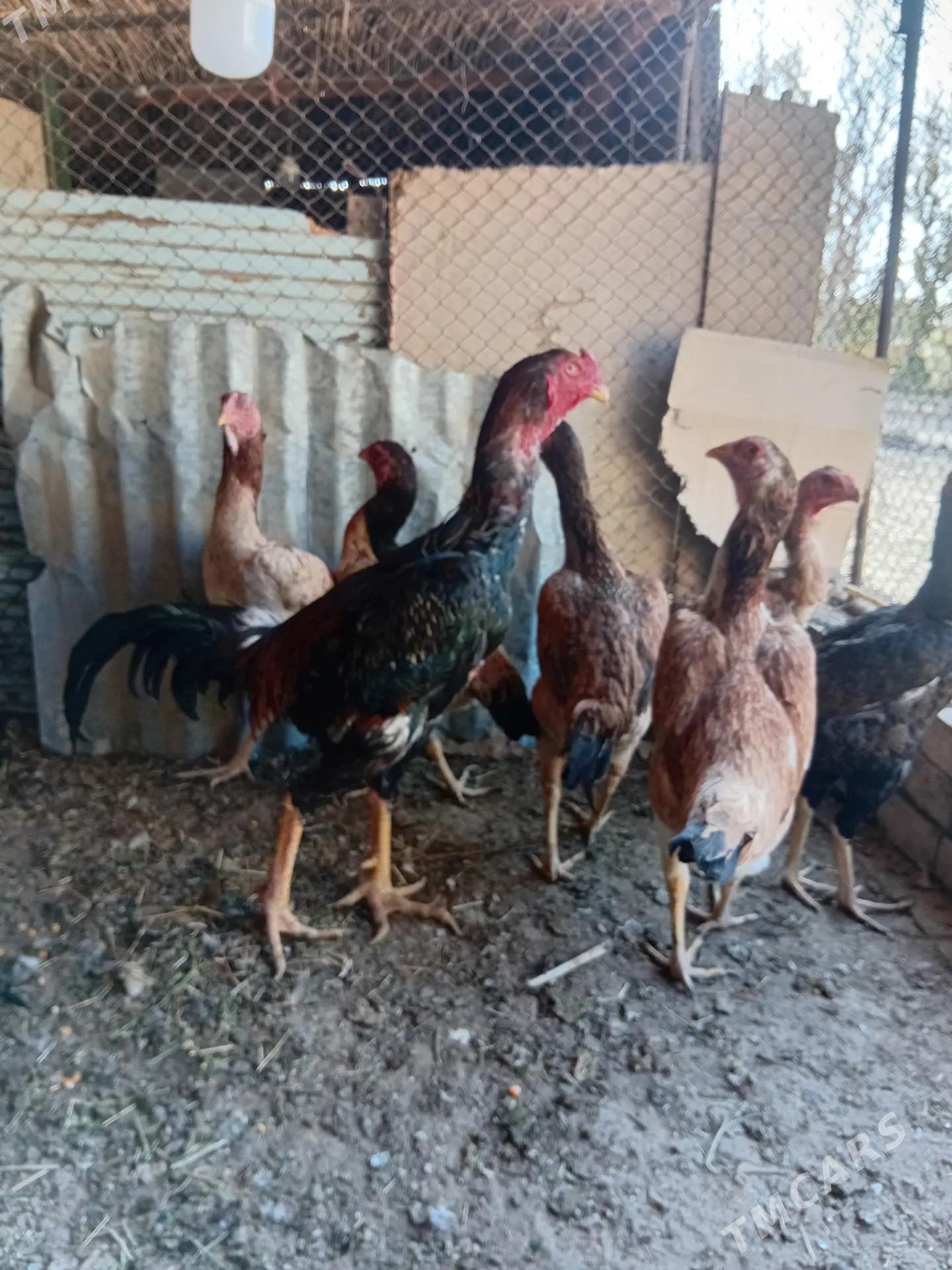 paroda towuk - Мары - img 1