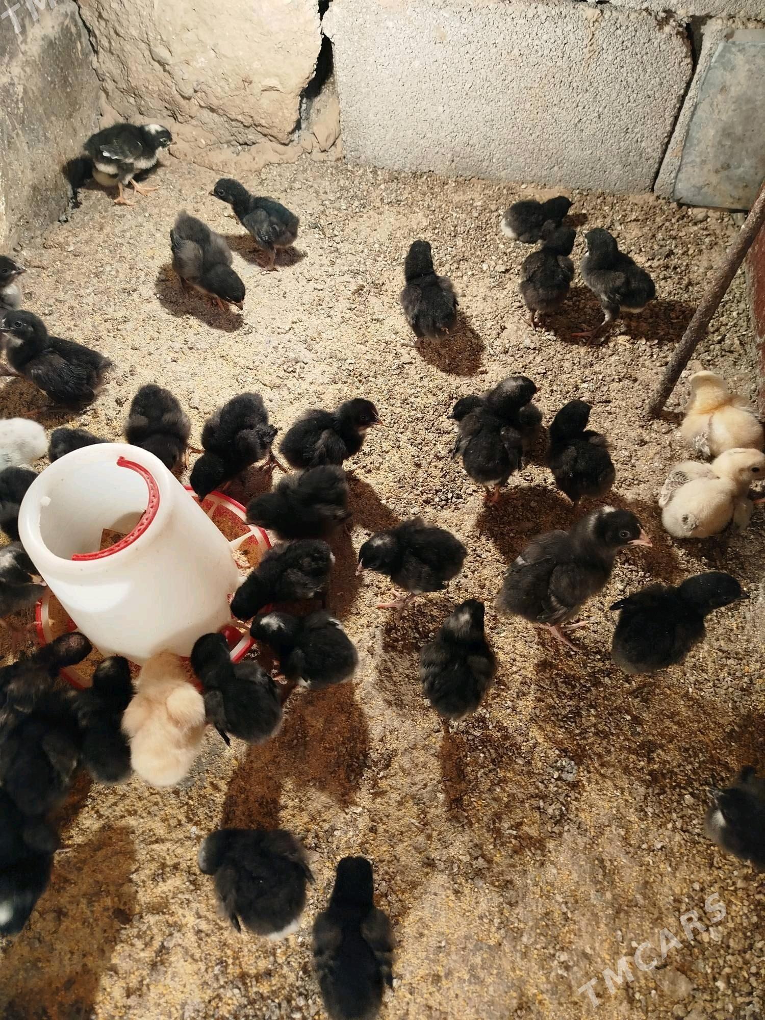 dominat ataks juje - Херрикгала - img 1