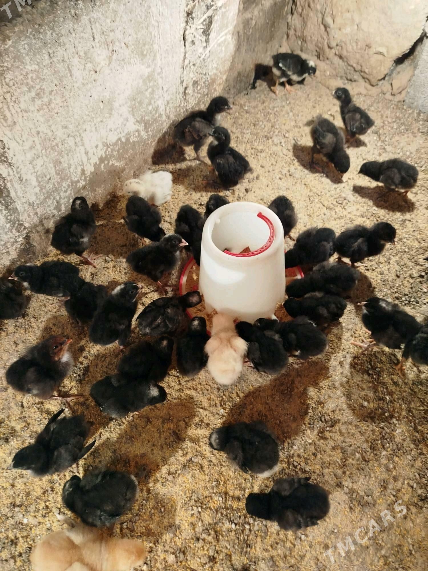 dominat ataks juje - Херрикгала - img 2