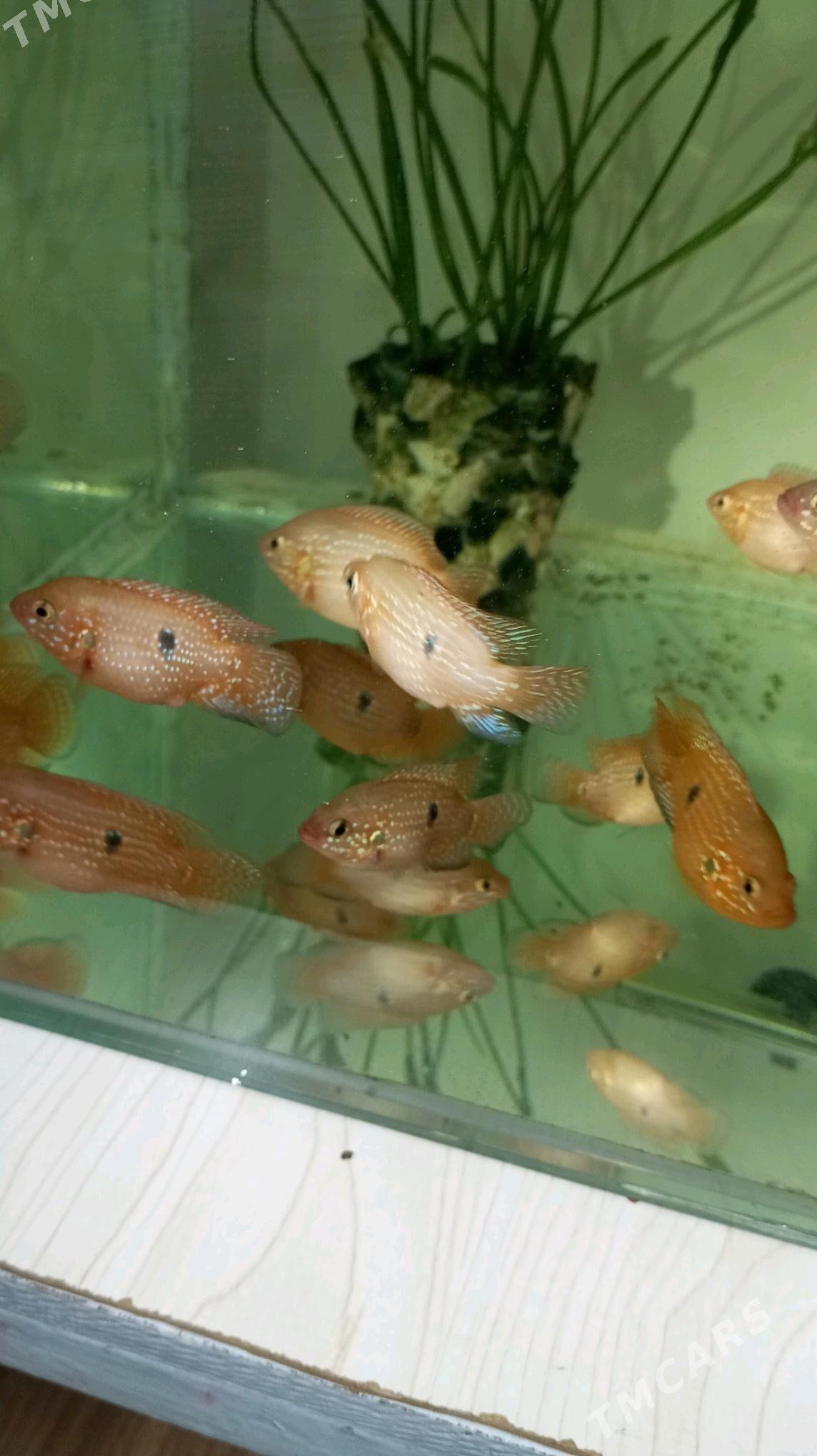 Хромис Красавец - Туркменбаши - img 4