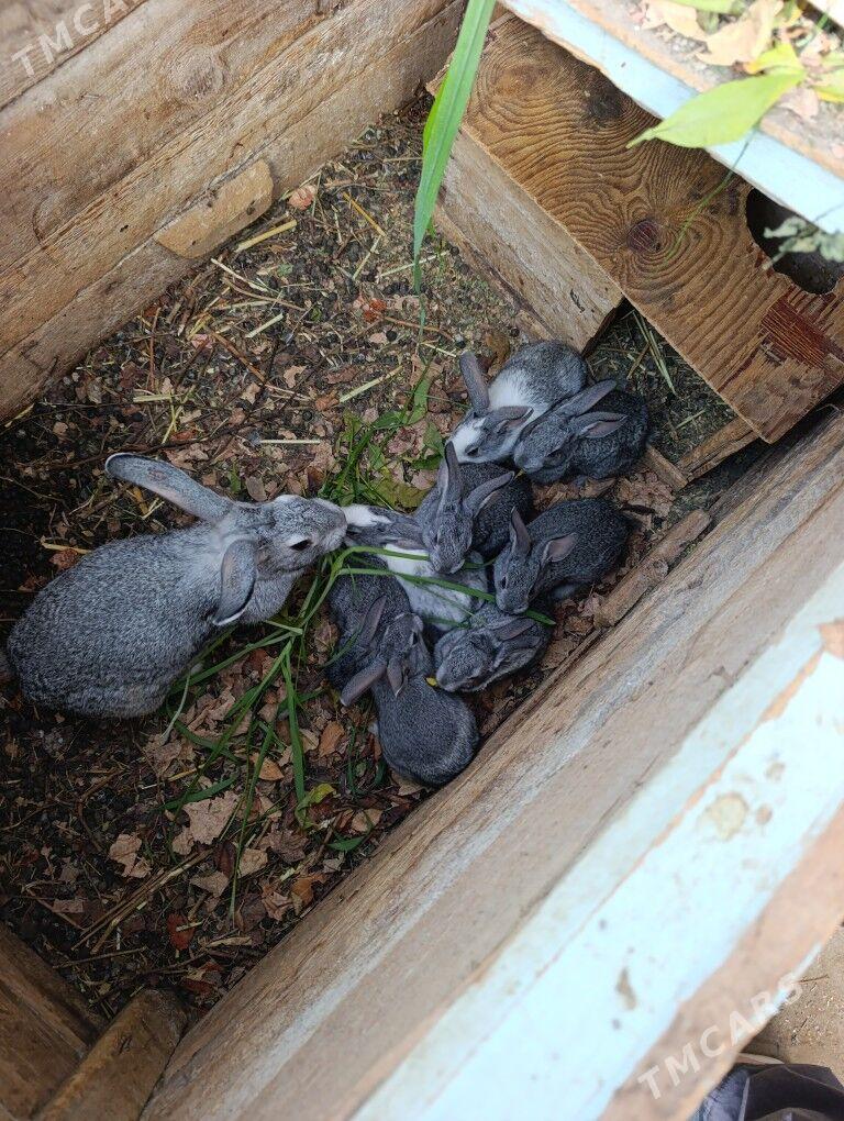 Towşanlar - Türkmenabat - img 1