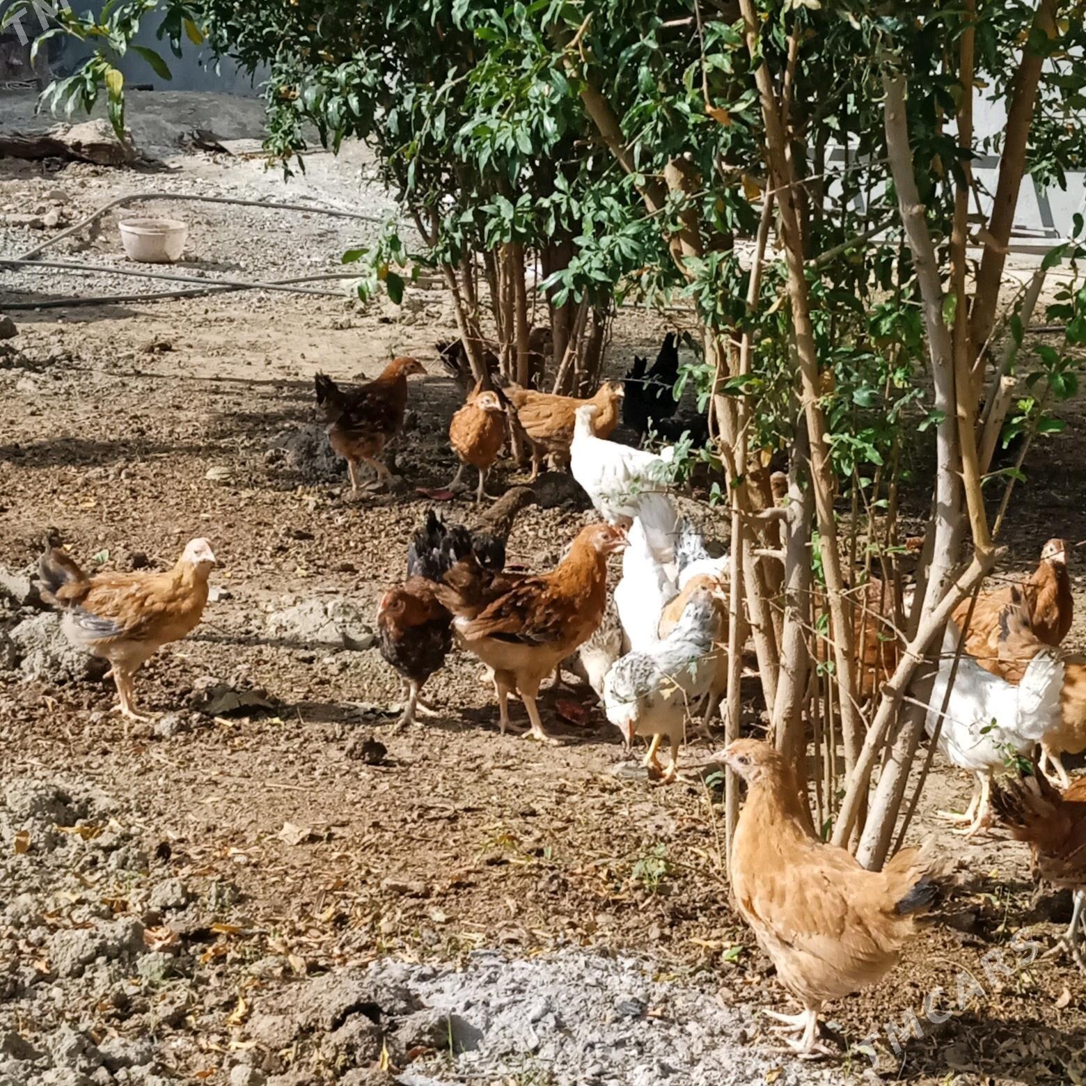 juyje - Бахарден - img 5