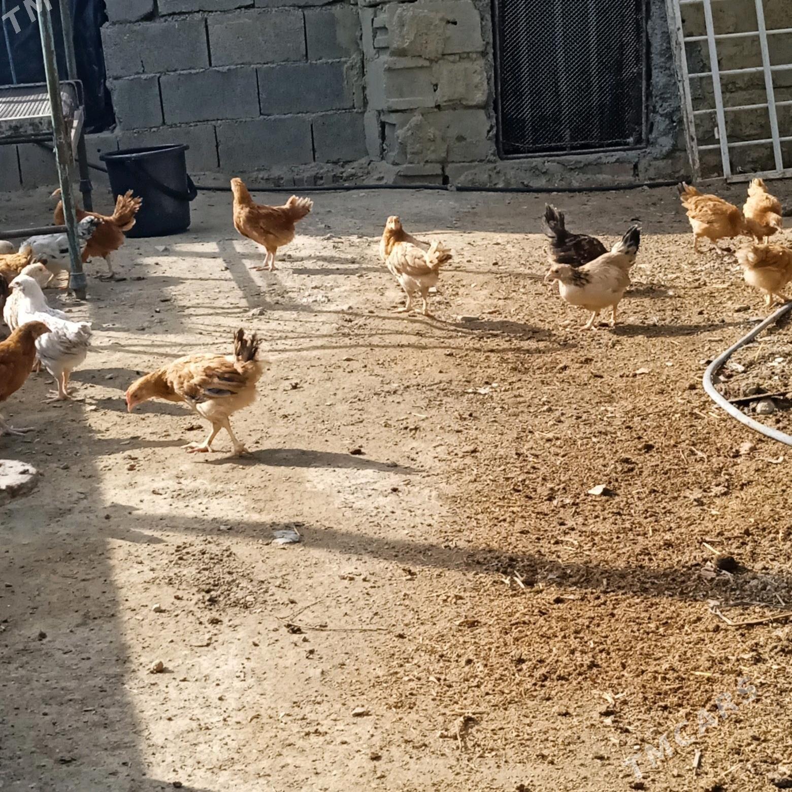 juyje - Бахарден - img 6