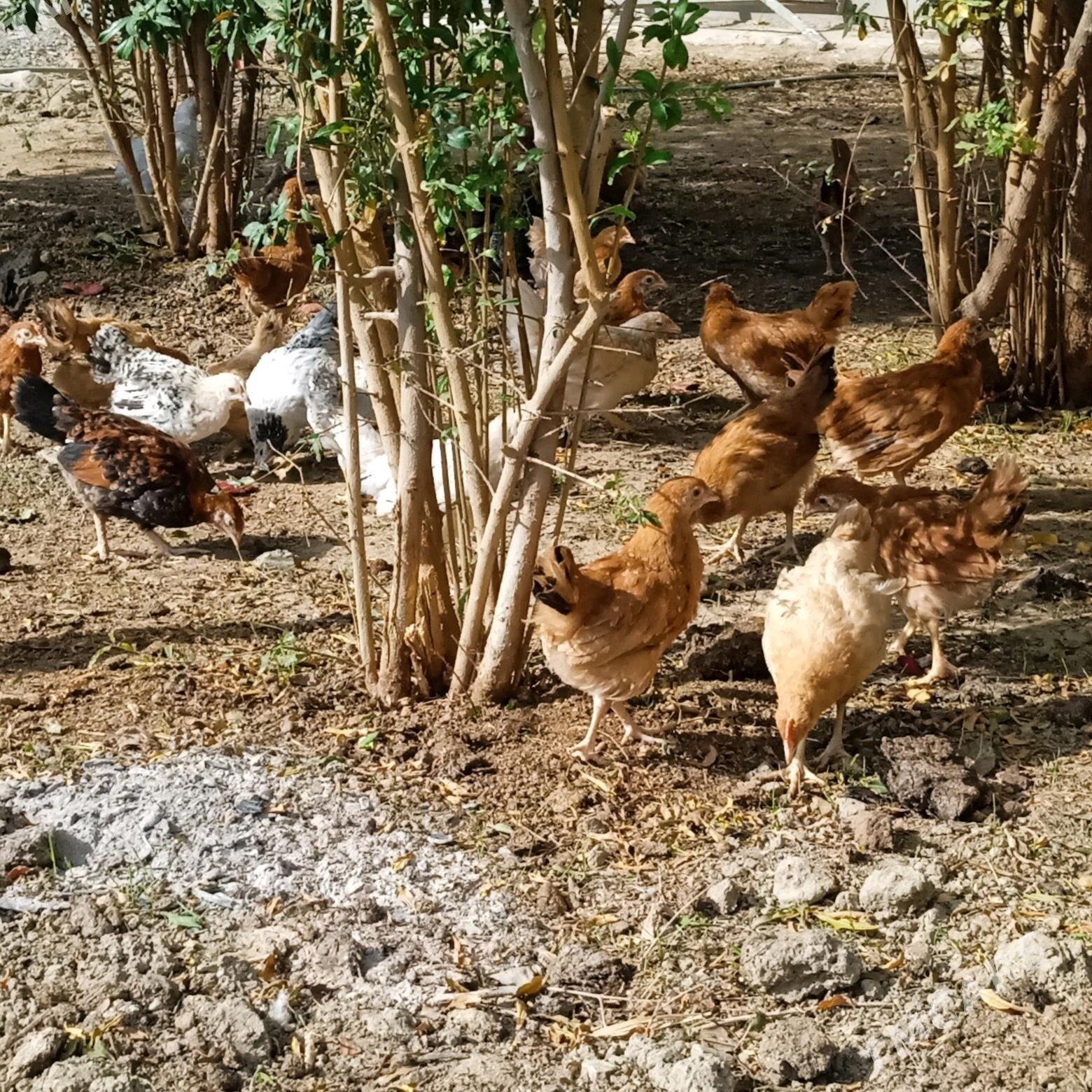 juyje - Бахарден - img 1