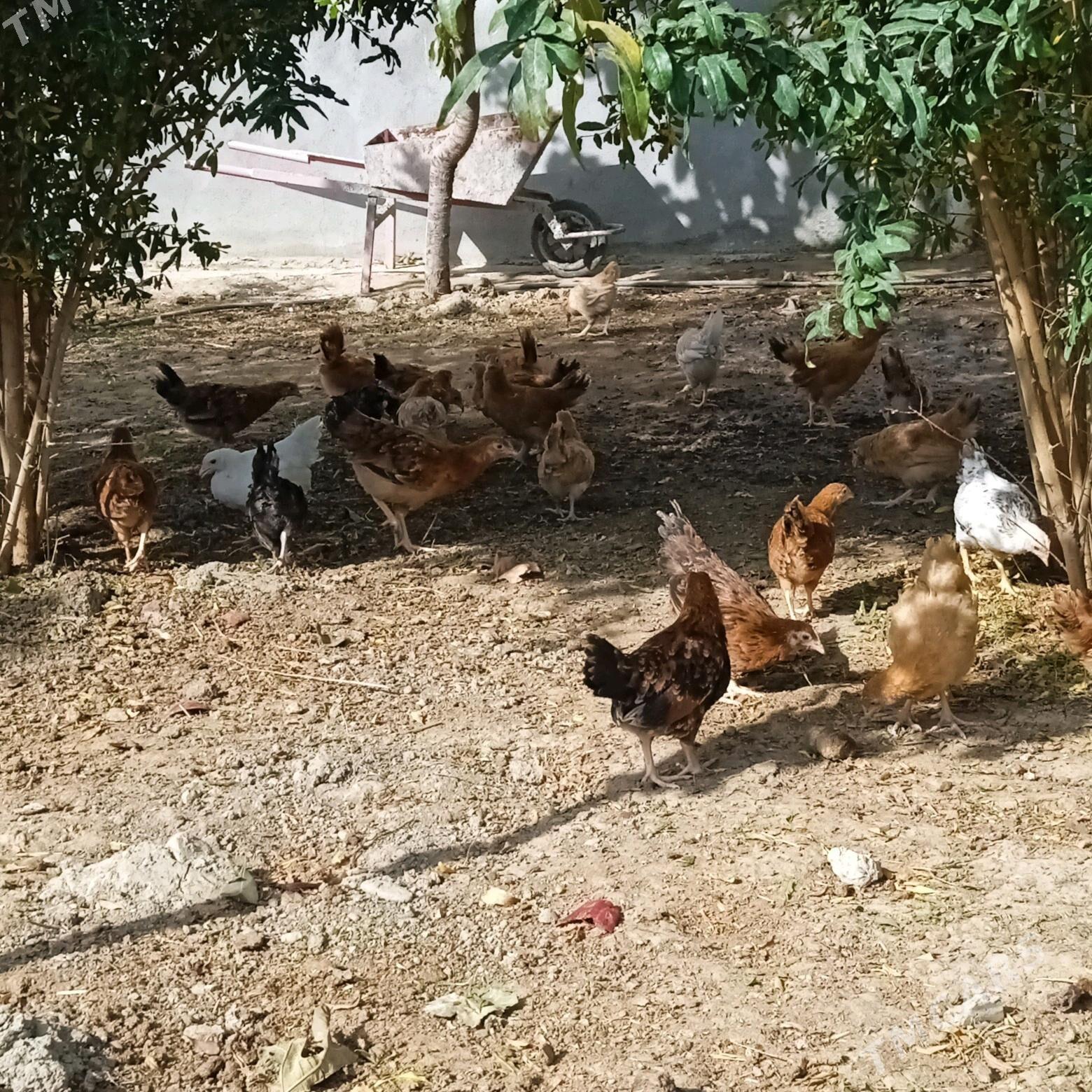 juyje - Бахарден - img 3