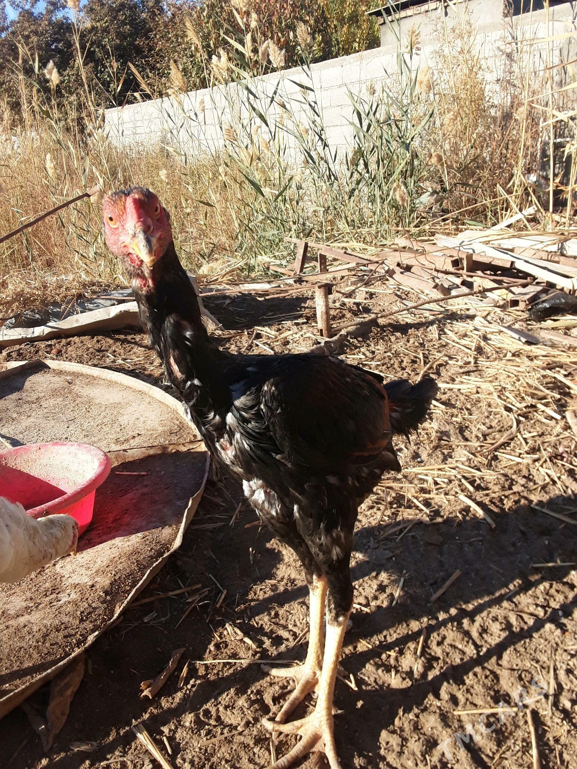 paroda juje - Дашогуз - img 1