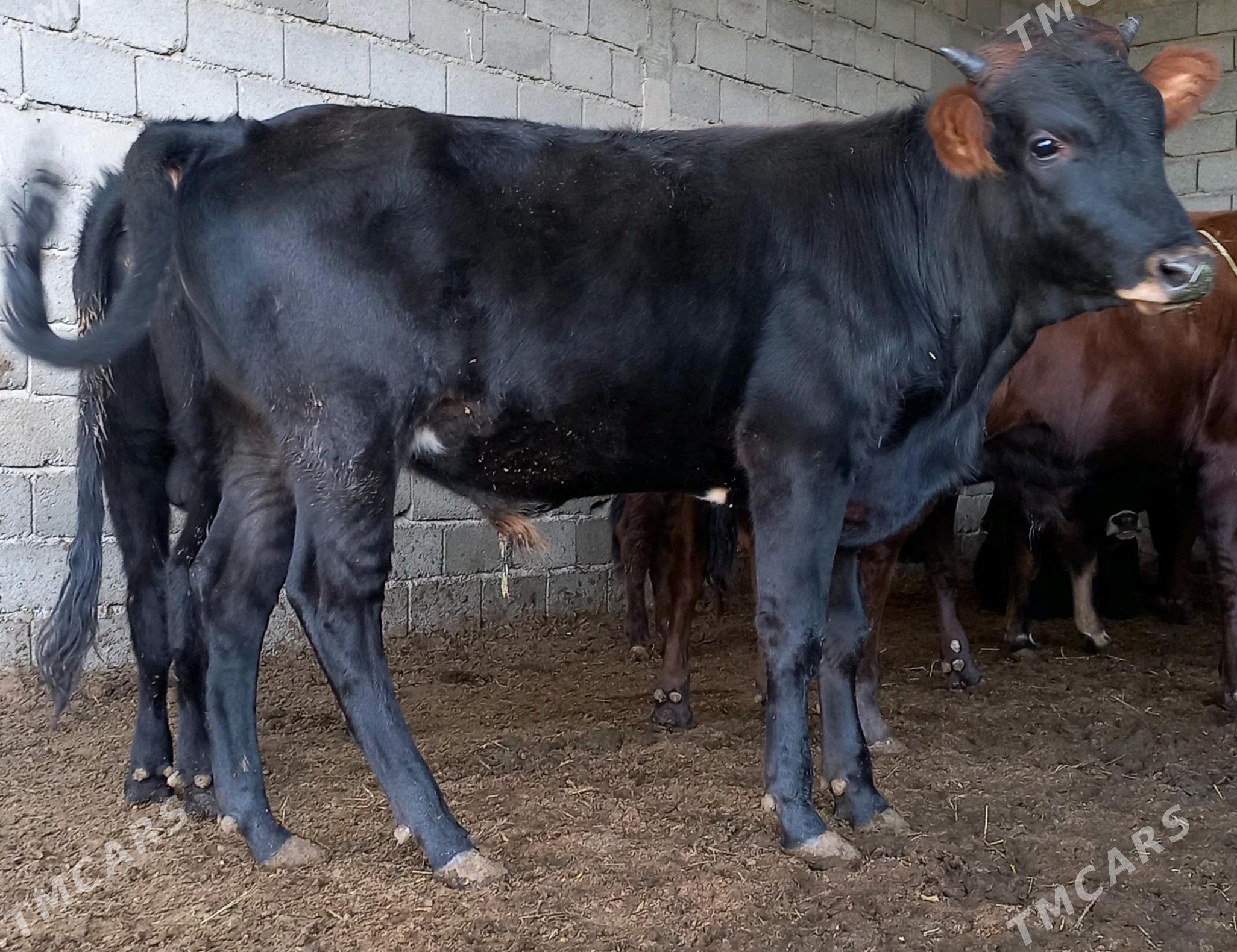 öküz - Яшлык - img 1