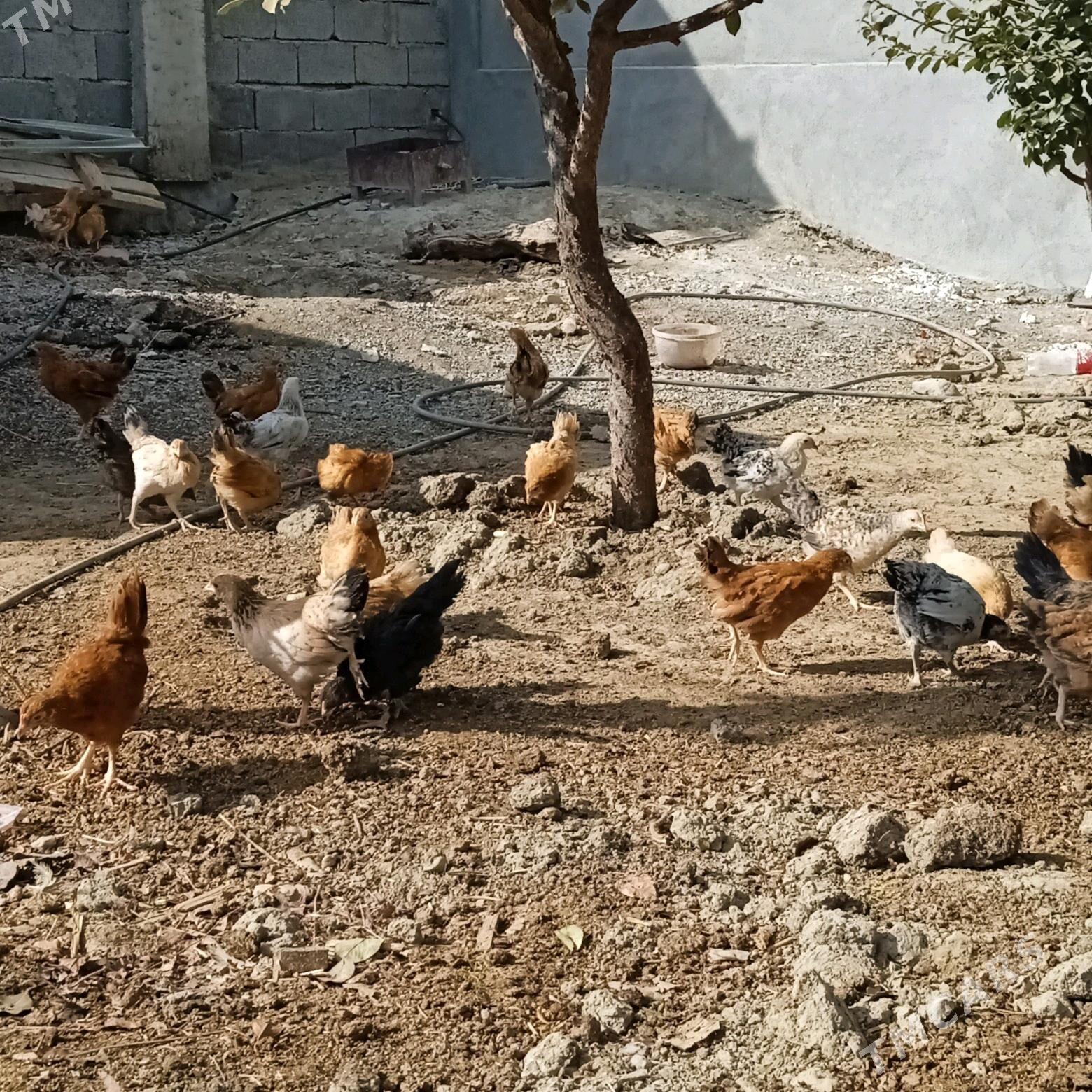 juyje - Бахарден - img 2