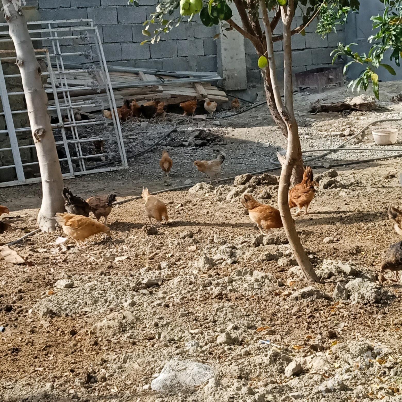 juyje - Бахарден - img 4