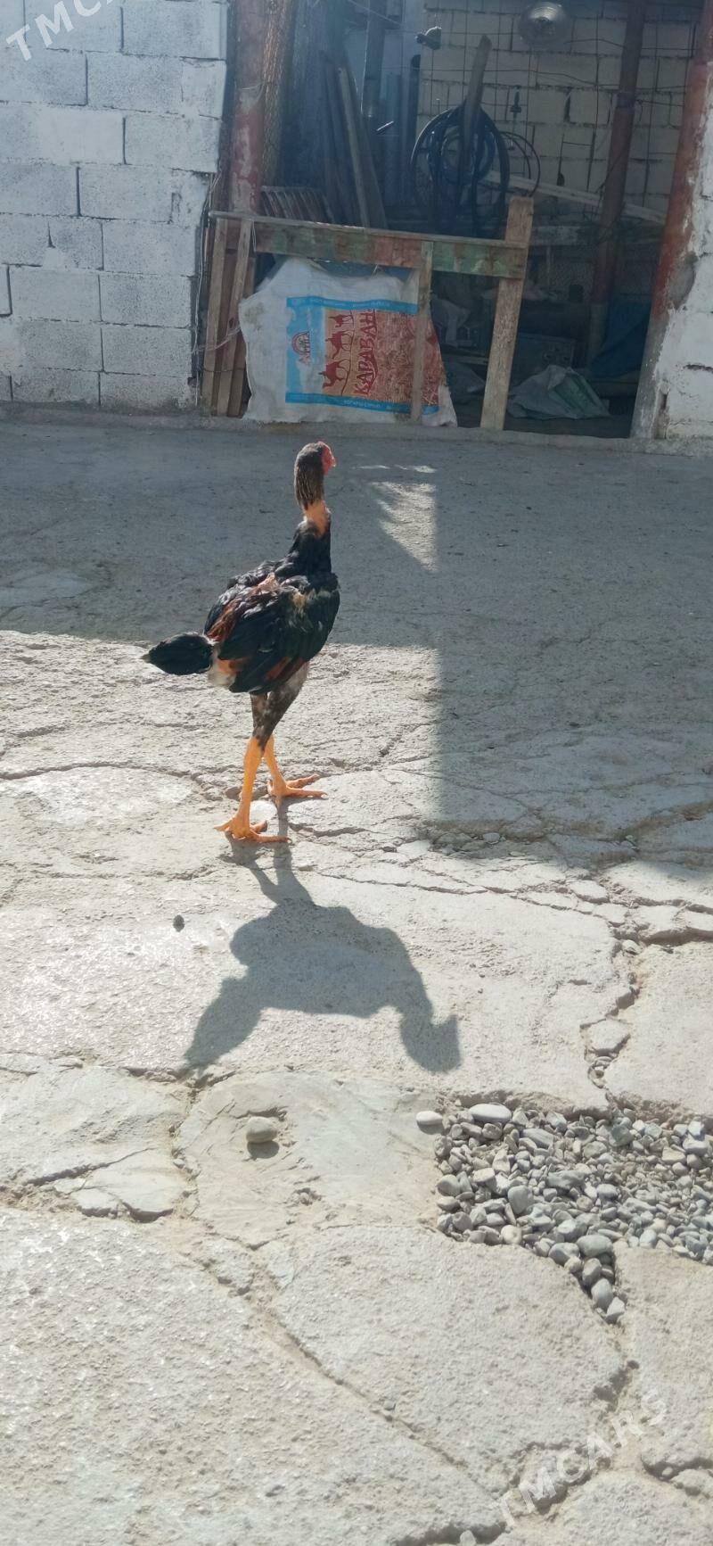 taşkent horaz - Бузмеин - img 2