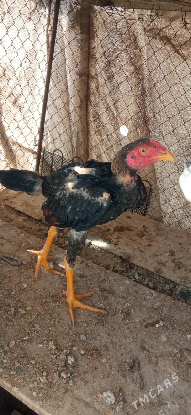 taşkent horaz - Бузмеин - img 4