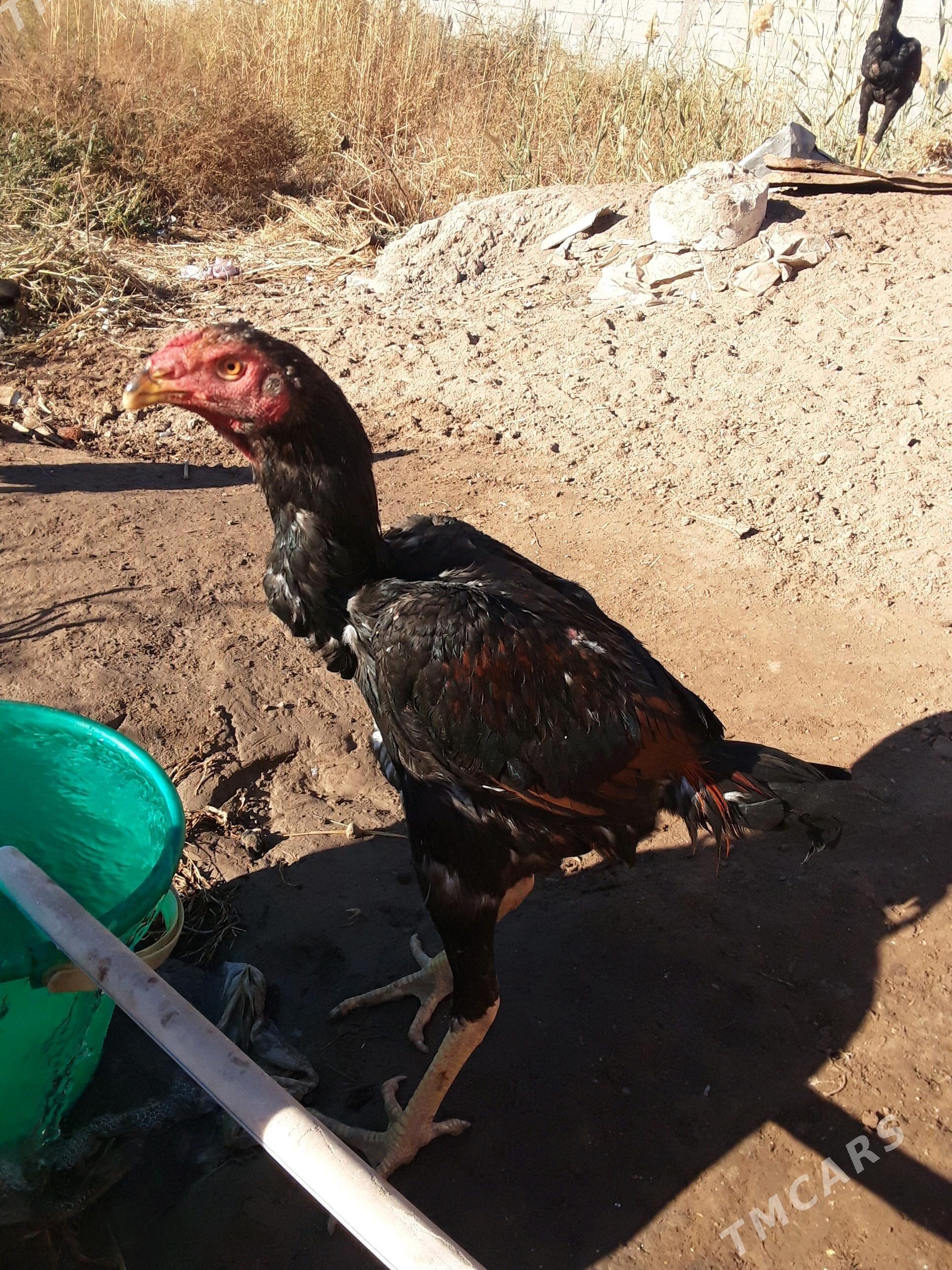 paroda juje - Дашогуз - img 2