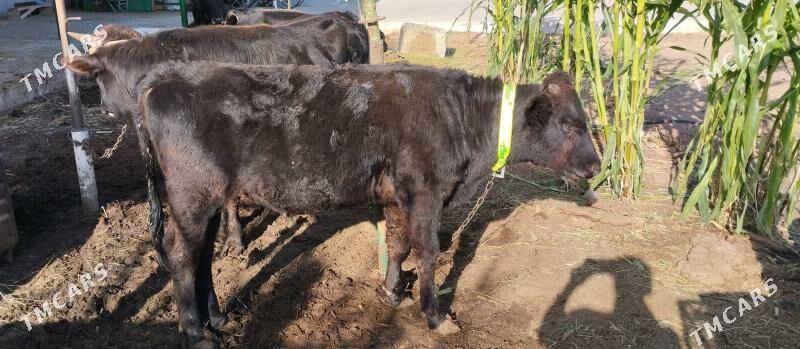 Öküz - Тязе заман - img 1