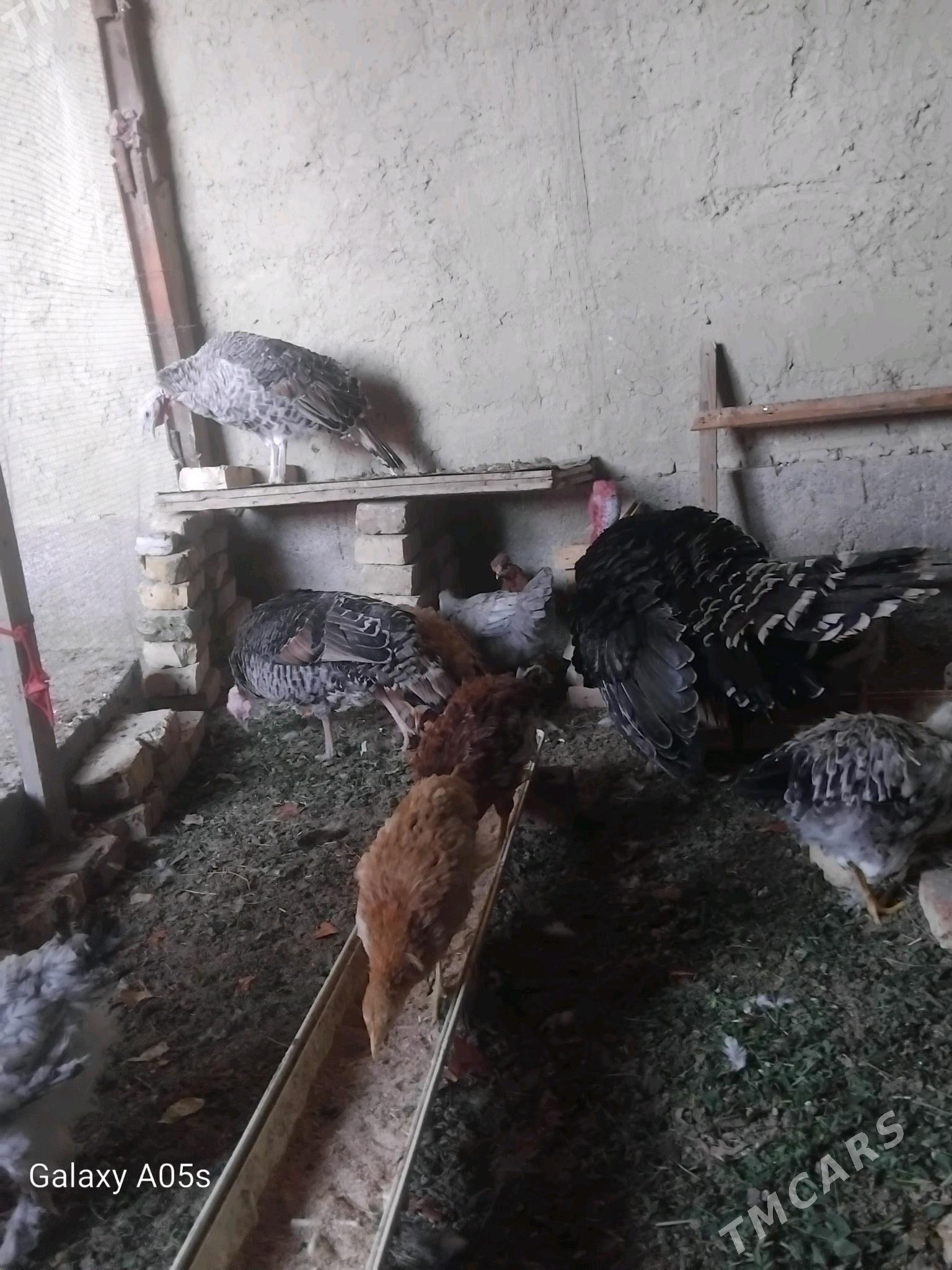 induk - Gökdepe - img 2