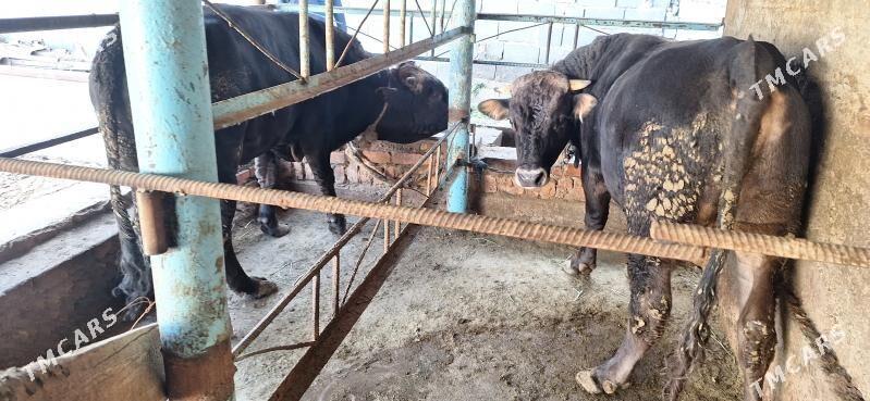 Öküz - Бахарден - img 4