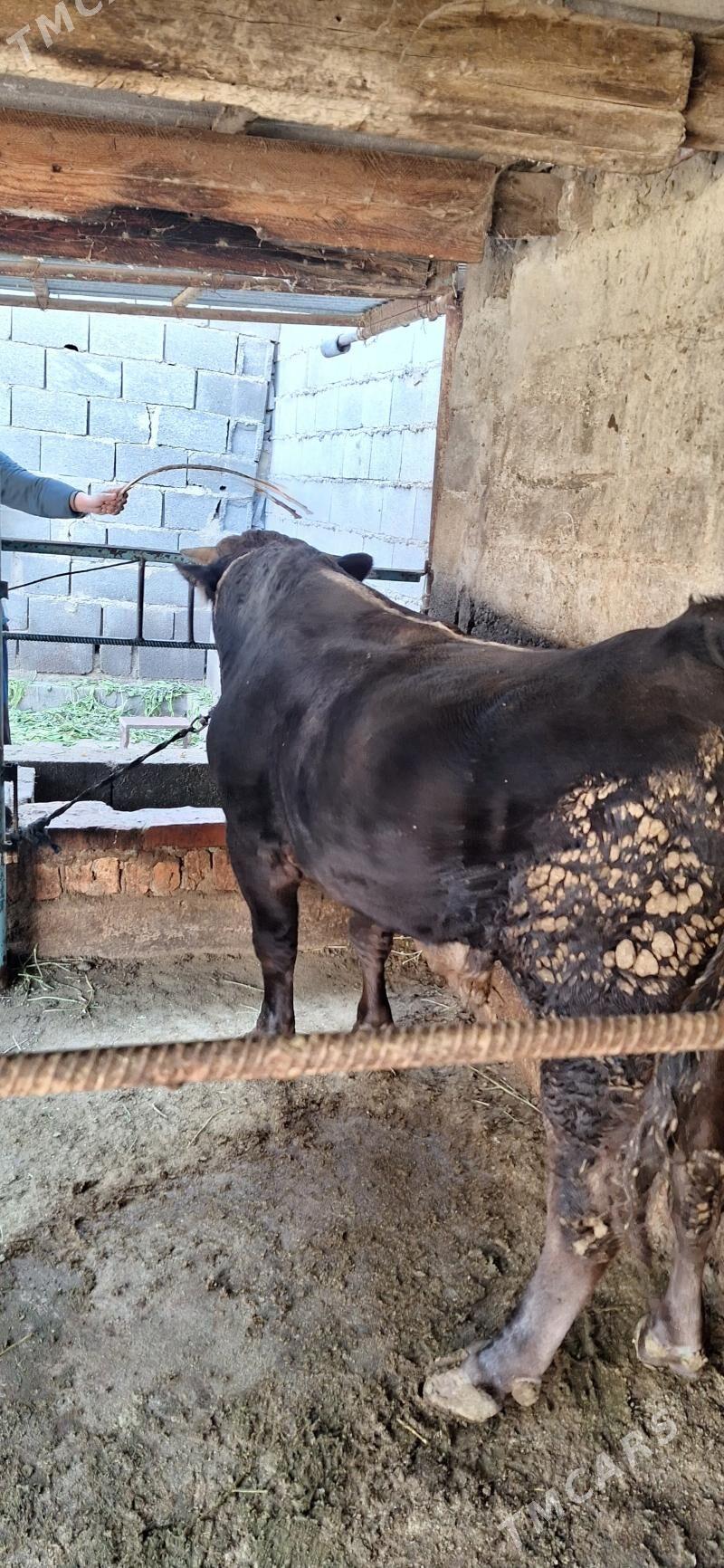 Öküz - Бахарден - img 2