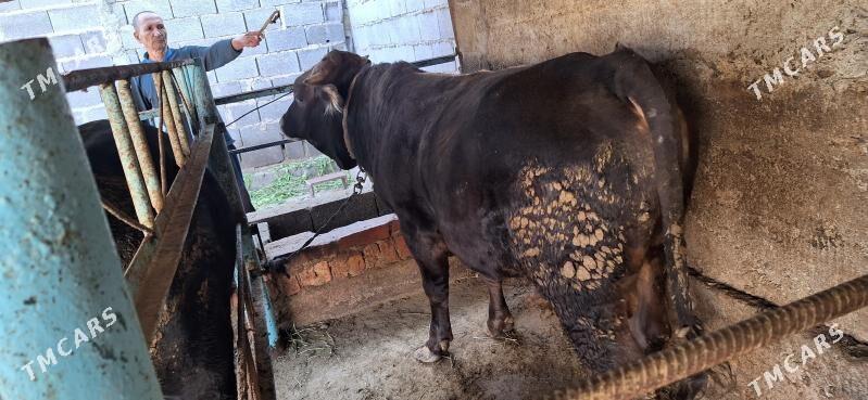 Öküz - Бахарден - img 3