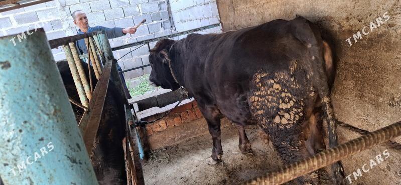 Öküz - Бахарден - img 5