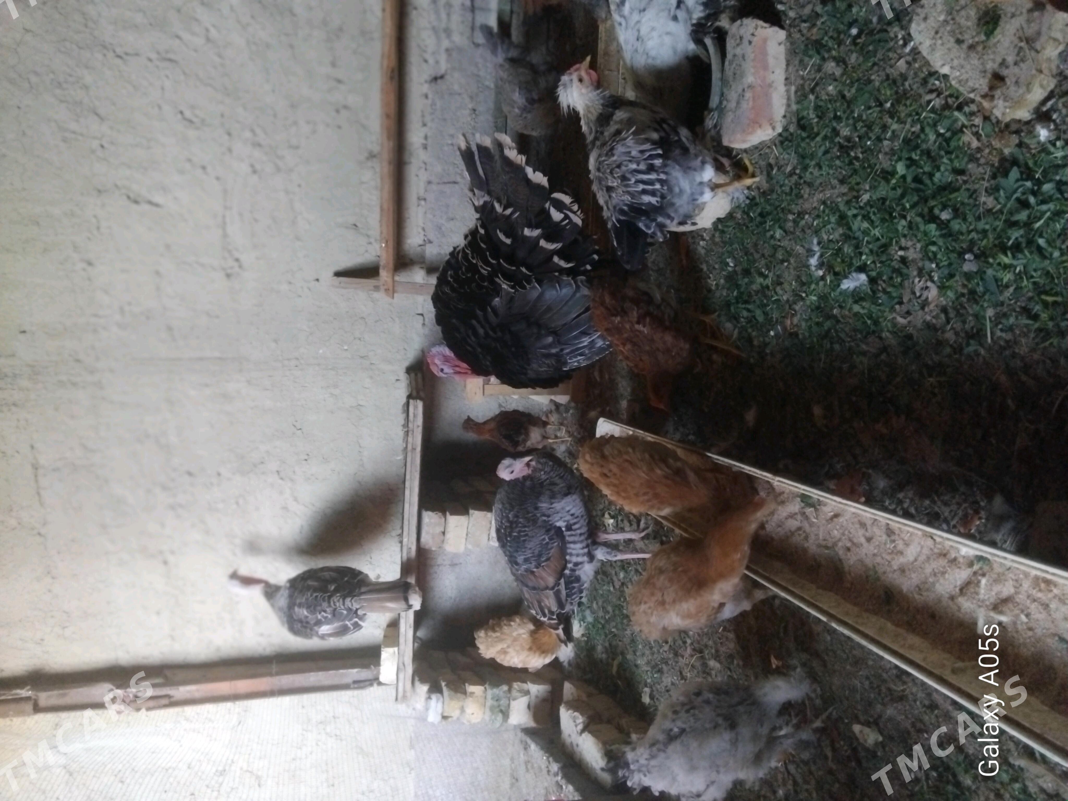 induk - Gökdepe - img 3