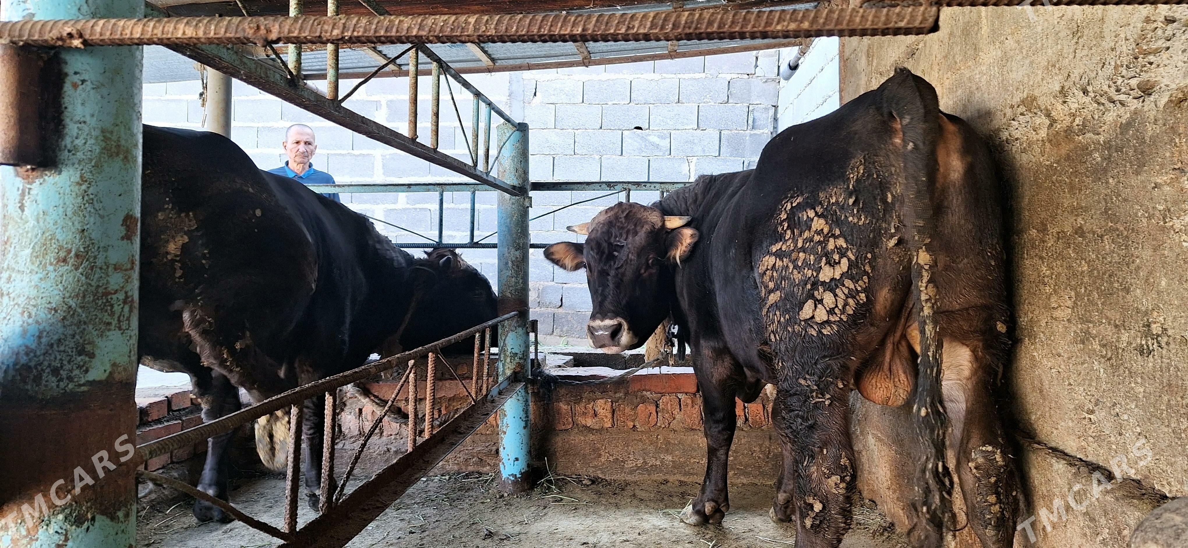 Öküz - Бахарден - img 6