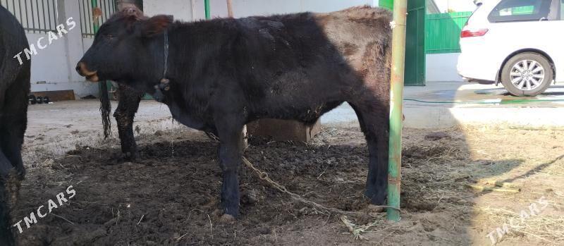 Öküz - Täze zaman - img 2