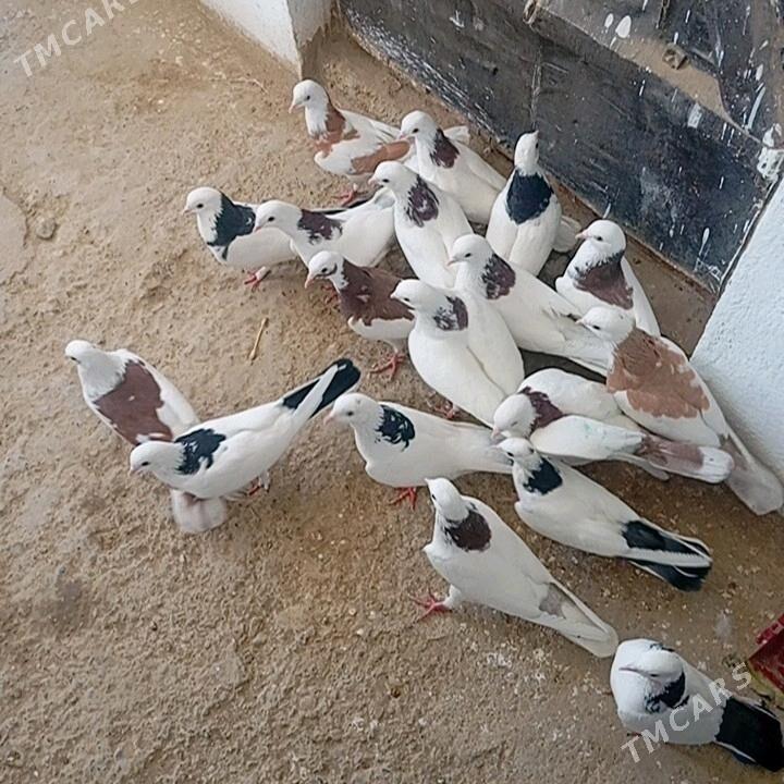 kepderi - Гызыларбат - img 1