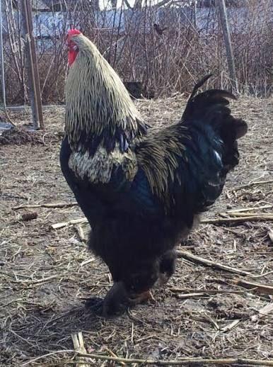 HOROZLARHOROZ - Täze zaman - img 2