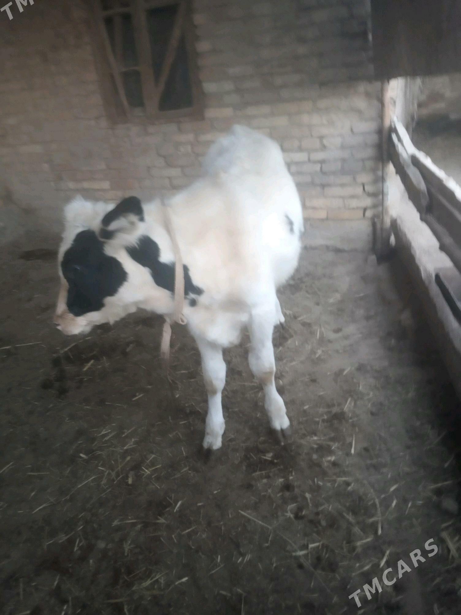 saglyk sygyr - Сакар - img 3