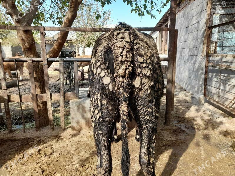 bakylan tuwe - Бахарден - img 2