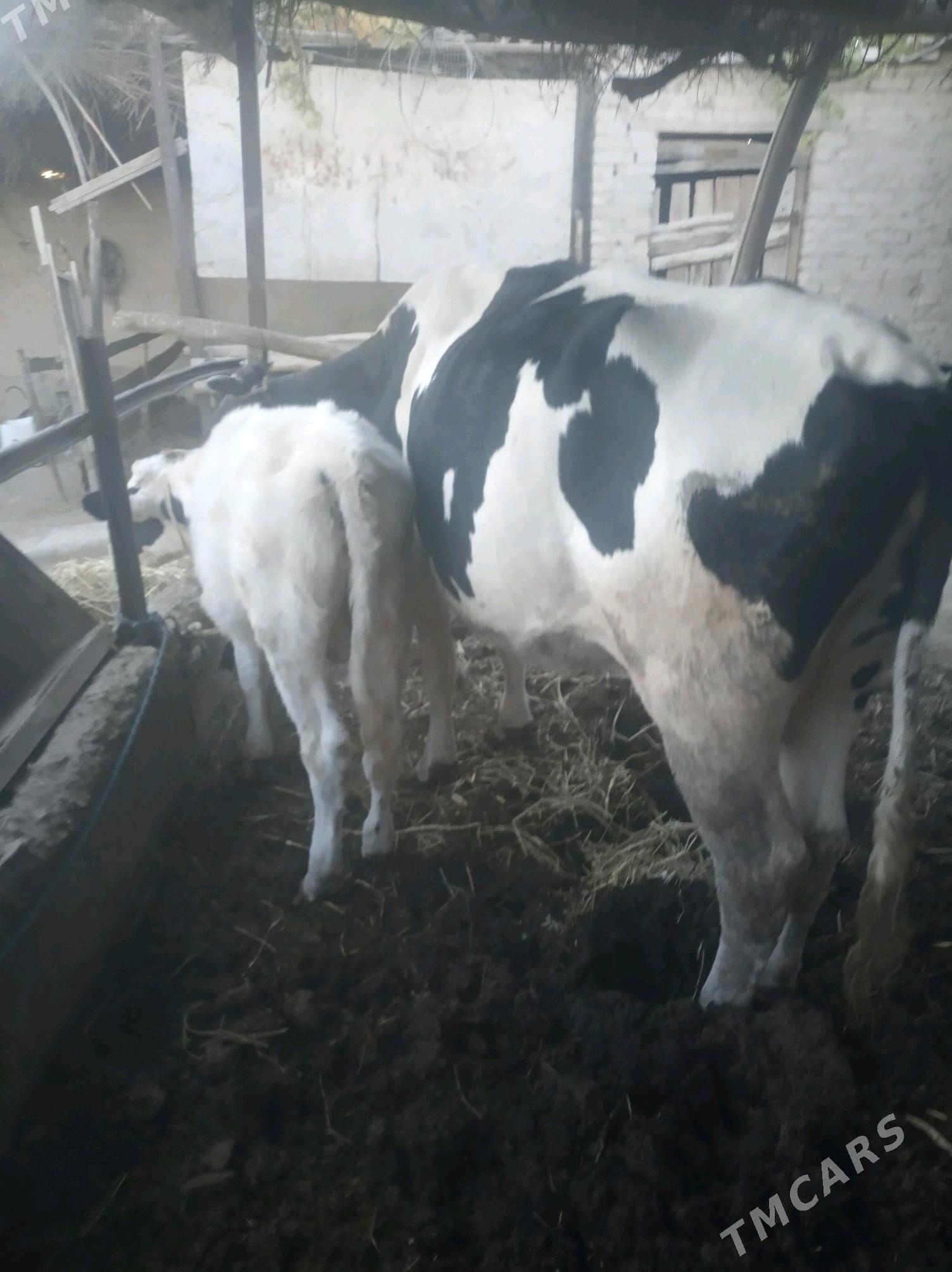 saglyk sygyr - Сакар - img 1