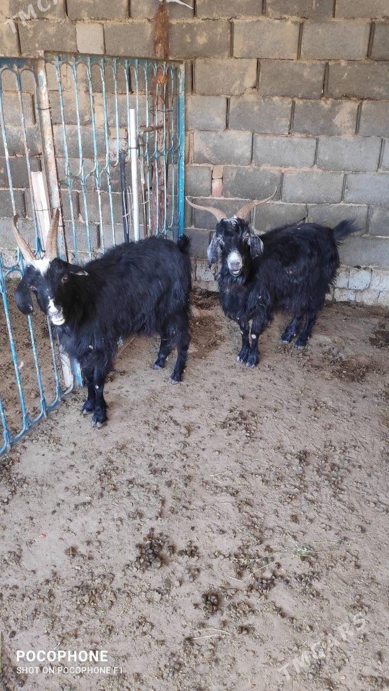 Geci - Hitrowka - img 3